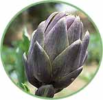 Artichoke