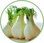 Fennel