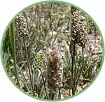 Plantago